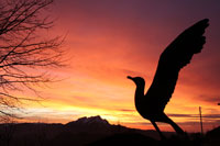 Seagull red